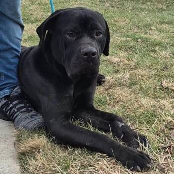 Cane Corso Dogs Available for Adoption - Zulu | PetCurious