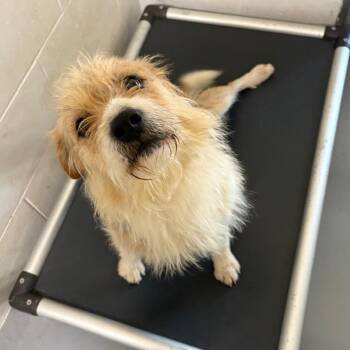 Terrier and Mixed Breed Dogs Available for Adoption in Morganton, North Carolina - Murphy | PetCurious
