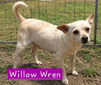 Willow Wren -  Chihuahua Dog for Adoption in Minneapolis, Minnesota - Willow Wren | PetCurious