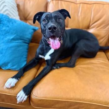 Pit Bull Terrier and Staffordshire Bull Terrier Dogs Available for Adoption - Mack McWiggles Your Happy Bestie | PetCurious