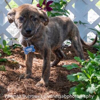 Retriever Dogs Available for Adoption in Wake Forest, North Carolina - Boyd | PetCurious