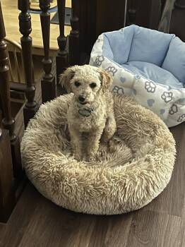 Poodle Dogs Available for Adoption in Brooklyn Center, Minnesota - Owen | PetCurious