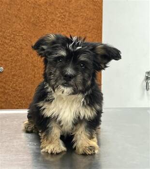 GREMLIN -  French Bulldog and Mixed Breed Dog for Adoption in Rancho Cucamonga, California - GREMLIN | PetCurious
