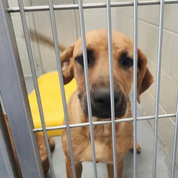 Pita -  Hound Dog for Adoption in Kingman, Arizona - Pita | PetCurious