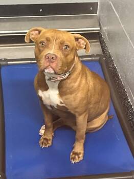 Pit Bull Terrier and Mixed Breed Dogs Available for Adoption - Honey | PetCurious