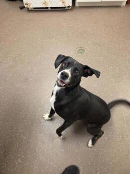 Maggie -  Terrier and Mixed Breed Dog for Adoption in South Bend, Indiana - Maggie | PetCurious