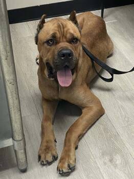 Rescue Cane Corso Dogs for Adoption in Belleville, Michigan - Slim | PetCurious