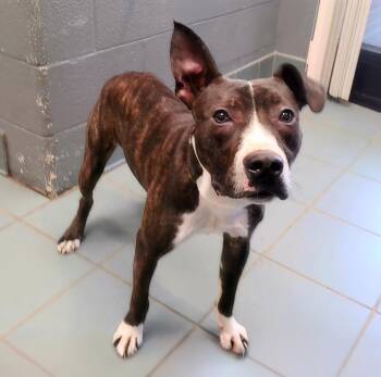 Squash -  Mixed Breed Dog for Adoption in Nashville, Tennessee - Squash | PetCurious