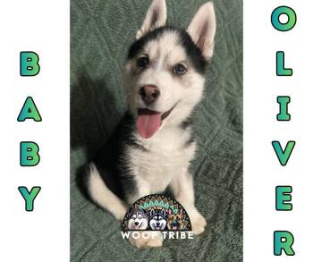  -  Siberian Husky Dog Available for Adoption in Missoula, Montana | PetCurious