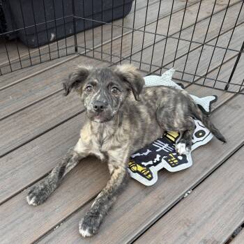 Golden Retriever and Cocker Spaniel Dogs Available for Adoption - Bram | PetCurious