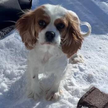 Cavalier King Charles Spaniel Dogs Available for Adoption - Moira | PetCurious