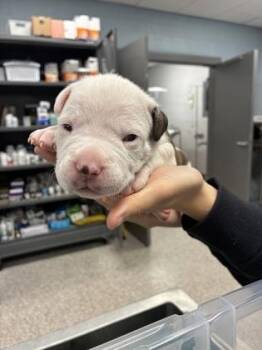 Mixed Breed Dogs Available for Adoption - Chonkers | PetCurious