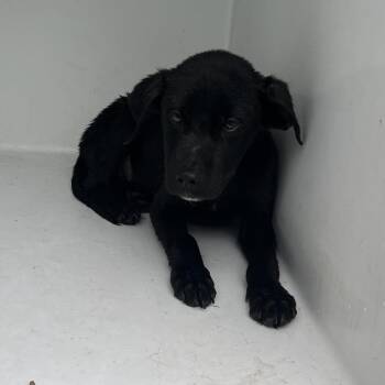 Mixed Breed Dogs Available for Adoption in Chattanooga, Tennessee - Cobalt | PetCurious