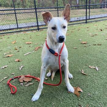 Rescue Yellow Labrador Retriever Dogs for Adoption in Greensboro, North Carolina - AUGUSTA | PetCurious