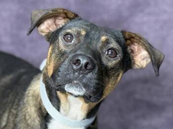 Isabella -  American Staffordshire Terrier and Shepherd Dog for Adoption in Portland, Oregon - Isabella | PetCurious