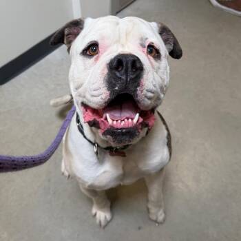 Tank -  English Bulldog Dog for Adoption in Cody, Wyoming - Tank | PetCurious