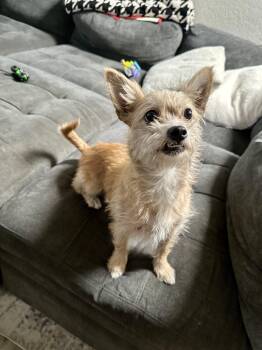 Tilly -  Terrier Dog for Adoption in Rialto, California - Tilly | PetCurious