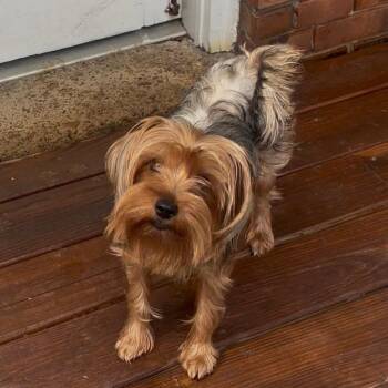 Bella -  Yorkshire Terrier Dog for Adoption in Memphis, Tennessee - Bella | PetCurious