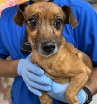 MONTY -  Chihuahua and Mixed Breed Dog for Adoption in San Bernardino, California - MONTY | PetCurious