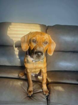 Beagle and Hound Dogs Available for Adoption in North Richland Hills, Texas - Hazel | PetCurious