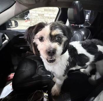 Shih Poo Dogs Available for Adoption in Memphis, Tennessee - Kevin | PetCurious