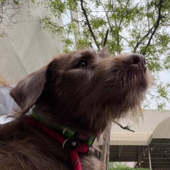 Buttercupz -  Mixed Breed Dog for Adoption in Chicago, Illinois - Buttercupz | PetCurious