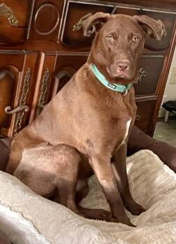 Labrador Retriever and Chesapeake Bay Retriever Dogs Available for Adoption in Blountstown, Florida - Charlie Daniels | PetCurious