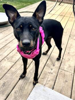 Rescue Australian Cattle Dog Blue Heeler and Australian Kelpie Dogs for Adoption in Woodstock, Ontario - Kitty | PetCurious