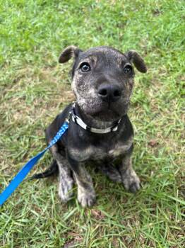 Mixed Breed Dogs Available for Adoption in Billerica, Massachusetts - Wallen | PetCurious