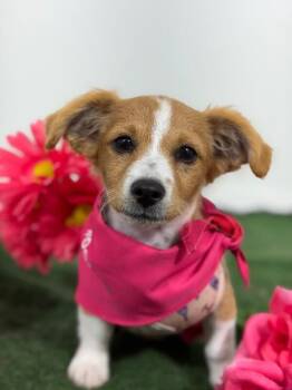 Cocker Spaniel and Chihuahua Dogs Available for Adoption in Carlsbad, California - Rapunzel-One Of Our Amazing Rescue Dogs | PetCurious