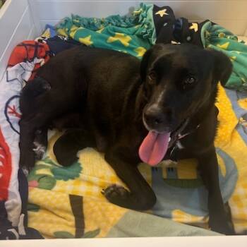 Rescue Mixed Breed Dogs for Adoption in Buffalo, Minnesota - Janet | PetCurious