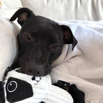 Rescue Labrador Retriever Dogs for Adoption - Archer | PetCurious