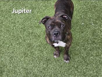 Rescue Pit Bull Terrier Dogs for Adoption in Derwood, Maryland - Jupiter | PetCurious