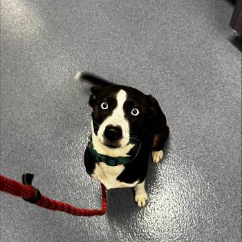 Noodle -  Mixed Breed Dog for Adoption in Saint Joseph, Missouri - Noodle | PetCurious