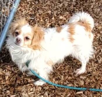 Papillon and Cavalier King Charles Spaniel Dogs Available for Adoption in East Hartford, Connecticut - Rose | PetCurious