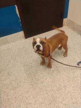 Meatball Marinara- ADOPTED -  Mixed Breed Dog for Adoption in Atlanta, Georgia - Meatball Marinara- ADOPTED | PetCurious