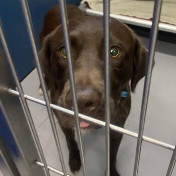 Mixed Breed Dogs Available for Adoption - Essek | PetCurious