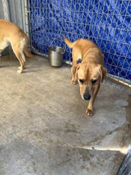 Labrador Retriever and Mixed Breed Dogs Available for Adoption - Icarus | PetCurious