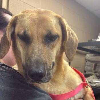 Mixed Breed Dogs Available for Adoption in Gadsden, Alabama - Kenya | PetCurious