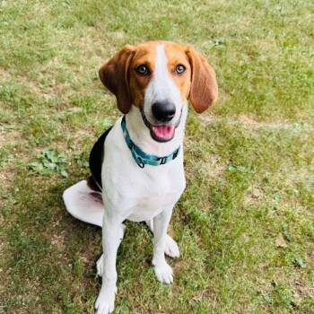 Rescue Foxhound Dogs for Adoption in Pekin, Illinois - Gimli | PetCurious