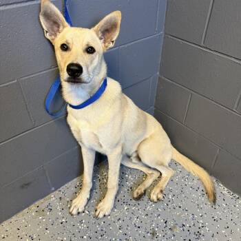 TUSC-Stray-84966 -  Shepherd and Mixed Breed Dog for Adoption in Tuscaloosa, Alabama - TUSC-Stray-84966 | PetCurious
