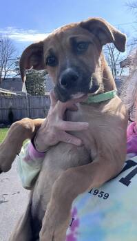 Labrador Retriever and Boxer Dogs Available for Adoption in Bull Valley, Illinois - Roses | PetCurious