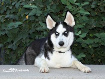 Rescue Siberian Husky and Mixed Breed Dogs for Adoption in Omaha, Nebraska - OSO | PetCurious