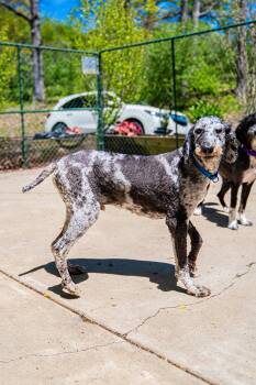 Park Ranger Trout -  Poodle Dog Available for Adoption in Morgantown, West Virginia - Park Ranger Trout | PetCurious
