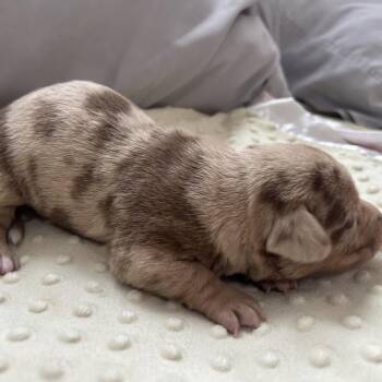 Rose -  Pit Bull Terrier and Chihuahua Dog for Adoption in Lakehead, California - Rose | PetCurious