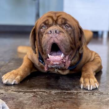 Rescue Dogue De Bordeaux Dogs for Adoption in Rifle, Colorado - Arlo | PetCurious
