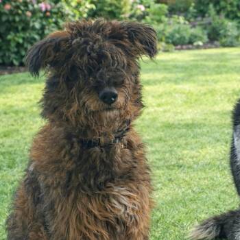 Standard Poodle and German Shepherd Dog Dogs Available for Adoption - Wookie | PetCurious