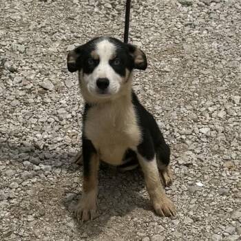 Girl Puppy -  Mixed Breed Dog for Adoption in Hagerstown, Maryland - Girl Puppy | PetCurious