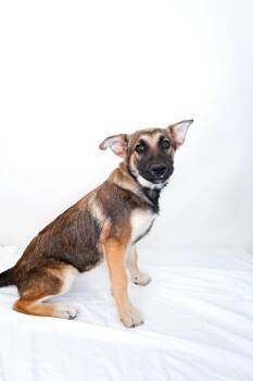 German Shepherd Dog Dogs Available for Adoption in Bixby, Oklahoma - Danika | PetCurious