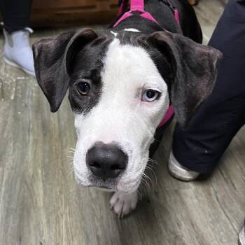 Dahlia -  Mixed Breed Dog for Adoption in Summerville, South Carolina - Dahlia | PetCurious